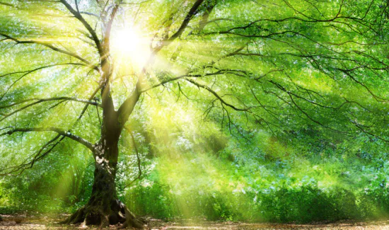 Albero illuminato dal sole, simbolo del Bio Organic Concept
